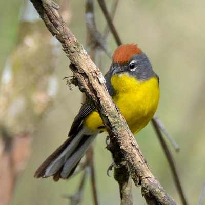 Brown-Capped Whitestart